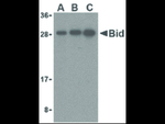 BID Antibody in Western Blot (WB)