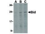 BID Polyclonal Antibody