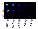 Protein G Polyclonal Antibody, FITC