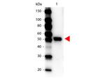 Carboxypeptidase Y Polyclonal Antibody, HRP