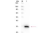 Carbonic Anhydrase II Polyclonal Antibody, HRP