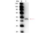 Adenosine Deaminase Polyclonal Antibody, HRP