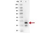 Carboxypeptidase B Polyclonal Antibody, Biotin