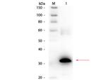 Carbonic Anhydrase II Polyclonal Antibody, Biotin