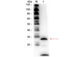 Trypsin Polyclonal Antibody, Biotin
