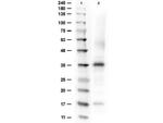 Arginase Polyclonal Antibody