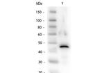 Alcohol Dehydrogenase Polyclonal Antibody