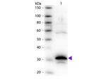 Carboxypeptidase A Polyclonal Antibody