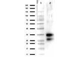 Deoxyribonuclease I Polyclonal Antibody