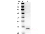 Elastase Antibody in Western Blot (WB)