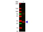 L-Asparaginase Polyclonal Antibody
