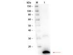 Ribonuclease A Polyclonal Antibody