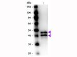 Ovalbumin Polyclonal Antibody, HRP