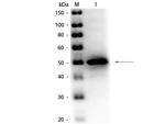 Alkaline Phosphatase Polyclonal Antibody, HRP
