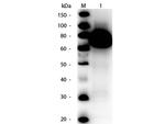 Glucose Oxidase Polyclonal Antibody, HRP