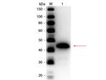 Alcohol Dehydrogenase Polyclonal Antibody, HRP