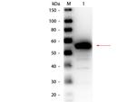 Esterase Polyclonal Antibody, HRP