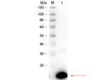 Ribonuclease A Polyclonal Antibody, HRP