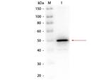 Alkaline Phosphatase Polyclonal Antibody, Biotin