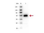 Alkaline Phosphatase Polyclonal Antibody, Biotin