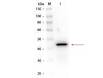 Alcohol Dehydrogenase Polyclonal Antibody, Biotin