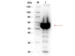 alpha Amylase Polyclonal Antibody, Biotin
