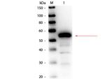 Esterase Antibody in Western Blot (WB)
