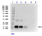 NAG-1 Monoclonal Antibody (6D12.H10.E4)