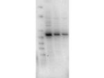 AKT2 Monoclonal Antibody (11F6.B2)