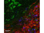 CD11b Antibody in Immunocytochemistry (ICC/IF)