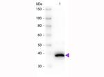D-Amino Acid Oxidase Polyclonal Antibody