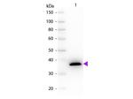 Malate Dehydrogenase Polyclonal Antibody