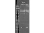 Lactoperoxidase Polyclonal Antibody