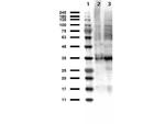 Thymidylate Synthase Polyclonal Antibody