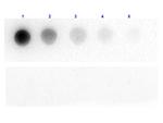 beta Galactosidase Antibody in Dot Blot (DB)