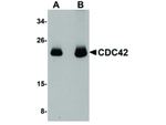 CDC42 Polyclonal Antibody