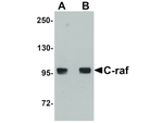 C-raf Antibody in Western Blot (WB)