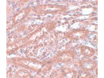 ENC-1 Antibody in Immunohistochemistry (Paraffin) (IHC (P))