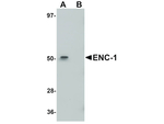 ENC-1 Antibody in Western Blot (WB)
