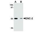 ENC-2 Antibody in Western Blot (WB)