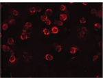 FAM82A1 Antibody in Immunocytochemistry (ICC/IF)