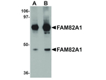 FAM82A1 Antibody in Western Blot (WB)