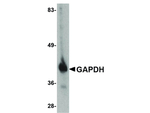 GAPDH Polyclonal Antibody