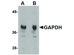 GAPDH Polyclonal Antibody