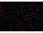 LDL-R Polyclonal Antibody