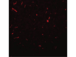 SIRT1 Antibody in Immunocytochemistry (ICC/IF)