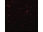 SIRT1 Polyclonal Antibody