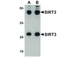 SIRT3 Polyclonal Antibody