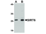 SIRT6 Polyclonal Antibody