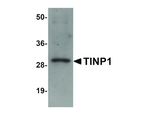 TINP1 Antibody in Western Blot (WB)
